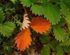 2013-08-18_Regina-F-Rau_Schachen_Blumen  (007).JPG
